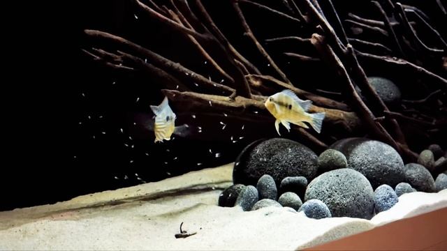 Geophagus tapajos "Red Head" with offspring in the Juwel Rio 450 смотреть онлайн