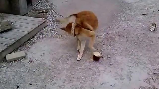 Голодная нога и жадная собака) смотреть онлайн