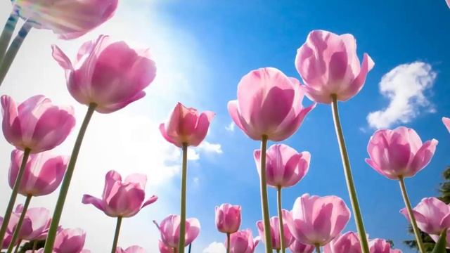 Пролет - Закука кукувичка - песен смотреть онлайн