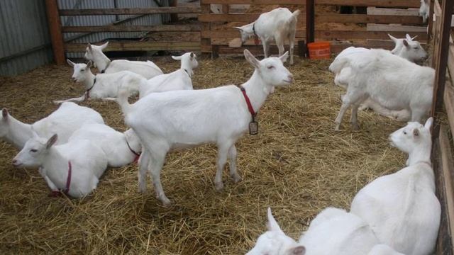 Сколько лет живут козы смотреть онлайн