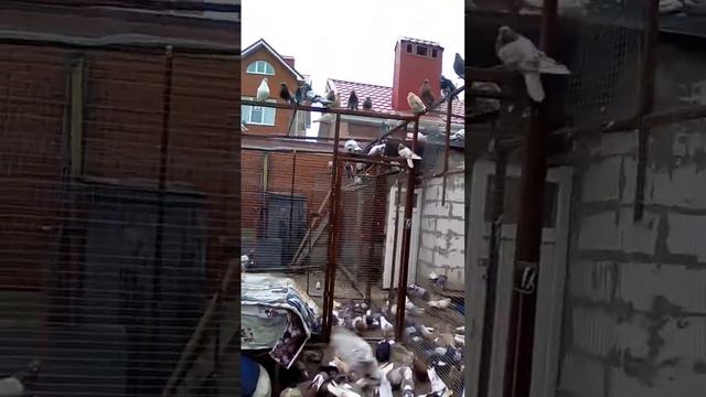 Николаевские голуби 2022 смотреть онлайн