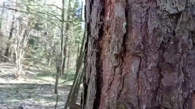 Поиск и сбор сосновой коры и черемши смотреть онлайн