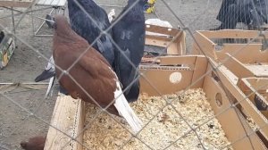 Роман Галавин "Донецкий" на ярмарке голубей в Ростове на Дону. Общаемся, смотрим голубей. Pigeons.