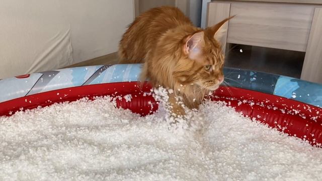 Pool of Bean Bag Filling. The Cat's Reaction смотреть онлайн