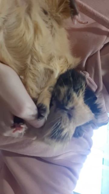 Эмма 76🐾🐾Морская свинка guinea pig смотреть онлайн