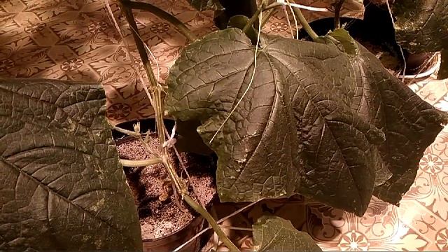 Огурцы в комнате ! Видео обзор смотреть онлайн