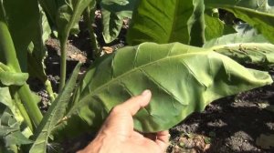 Признаки зрелости табачного листа