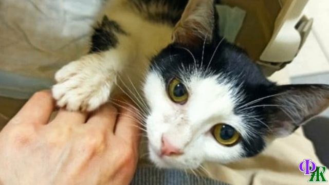 КОТЁНОК лежал в листве, не двигаясь - когда его нашли, он вообще не мог встать… смотреть онлайн