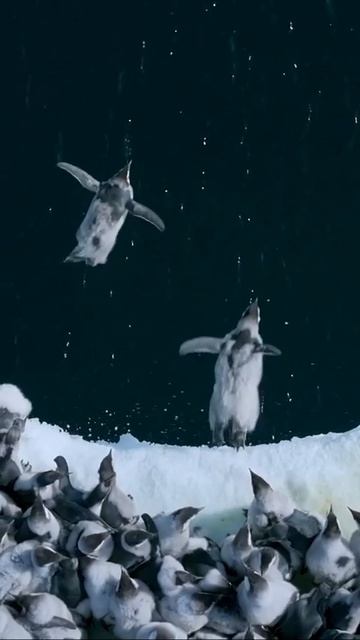 Пингвины смотреть онлайн