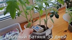 Толстая, коренастая  рассада томатов без интернетных чудес.