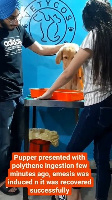 Dog removed plastic from stomach. смотреть онлайн