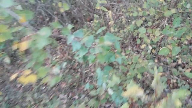 Лес усеян грибами/Вы такого ещё не видели/Набрали вдвоём мешок грибов за 10 минут/Тихая охота 2021г смотреть онлайн