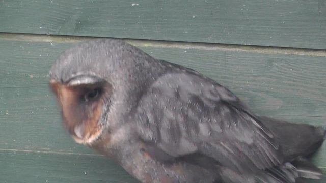 Black Barn Owl in Cornwall смотреть онлайн