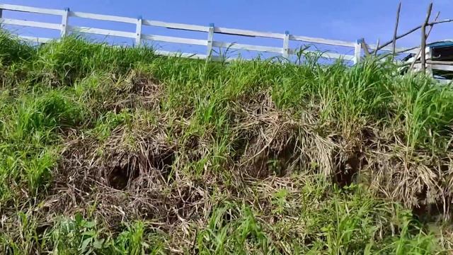 VÍDEO 76/PESCARIA NO LAGO/ COMUNIDADE MARAJÓ/RIO AMAZONAS/VIDA RIBEIRINHA NA Amazônia смотреть онлайн