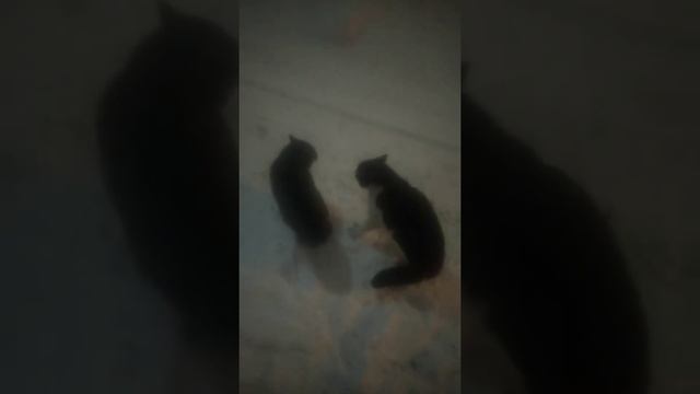 Тюмень Ватутинские коты смотреть онлайн