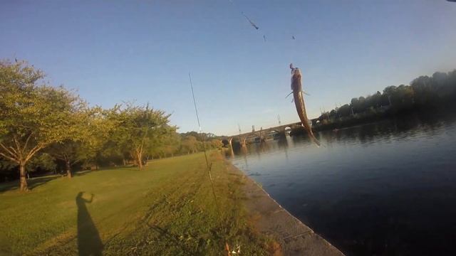 Fishing the Schuylkill River - featuring Hybrid Striper & Walleye смотреть онлайн