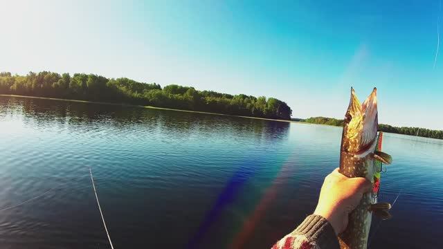 Рыбалка.Троллинг.Не качеством так количеством и руки устали рыбу таскать.