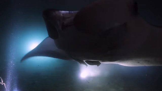 Manta's Dance in the Night смотреть онлайн