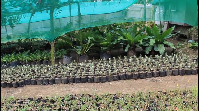 INDOOR PLANTS SHOPPING SA SILANG CAVITE | ANG DAMING BAGONG GARDEN STORE DITO! | PLANTS TOUR PA MOR смотреть онлайн