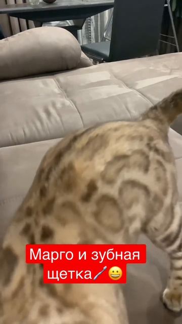 У Марго теперь есть своя зубная щетка😀 смотреть онлайн