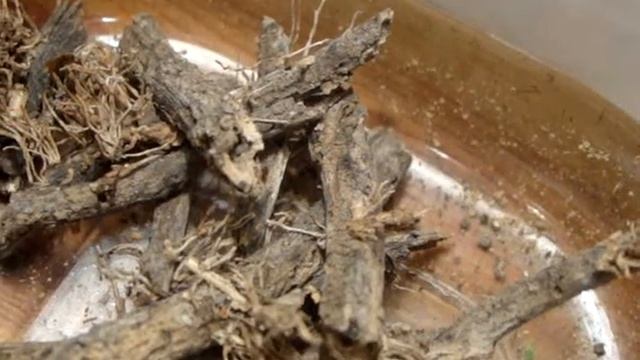 Temnothorax rabaudi смотреть онлайн