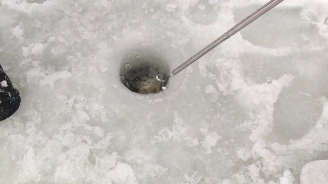 Палия на зимнее снасти - предпочитает живца откликается на активные снасти и жерлицы смотреть онлайн