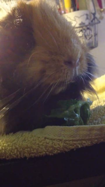 Guinea Pig enjoys eating salat смотреть онлайн