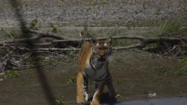 NEPAL JUNGLE TRIP BARDIA смотреть онлайн