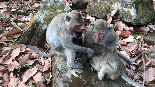 Why Sweet Pea Do Like This on Jessie Baby Monkey? Sasha Angry Sweet Pea смотреть онлайн
