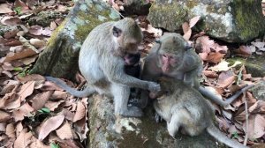 Why Sweet Pea Do Like This on Jessie Baby Monkey? Sasha Angry Sweet Pea