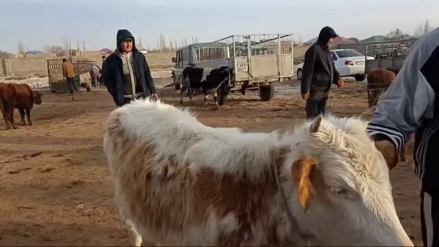 15-ФЕВРАЛЬ/2024/ХАЛКАБАД МАЛ БАЗАРЫ/БУГИН КАЛАЙ БОЛДЫ? смотреть онлайн