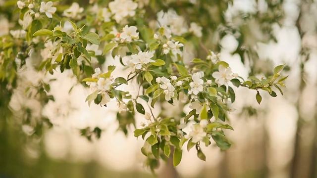 Blossom apple over nature background, spring flowers смотреть онлайн