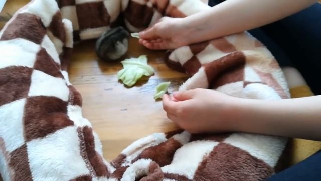 Играю с хомячком смотреть онлайн