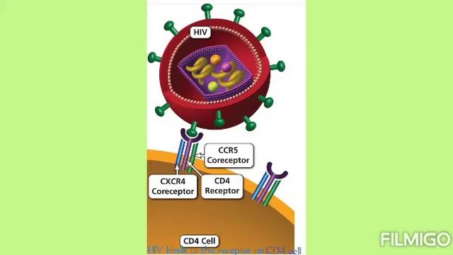 IMMUNOPATHOGENESIS OF HIV смотреть онлайн
