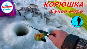 ✅ РЫБАЛКА НА КОРЮХА 2025 I БЕЛОЕ МОРЕ l СУХОЕ МОРЕ #Рыболов_Севера 4K60H