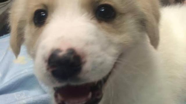 Хозяин выбросил щенка-инвалида в мусорку… Но теперь все от него без ума! смотреть онлайн