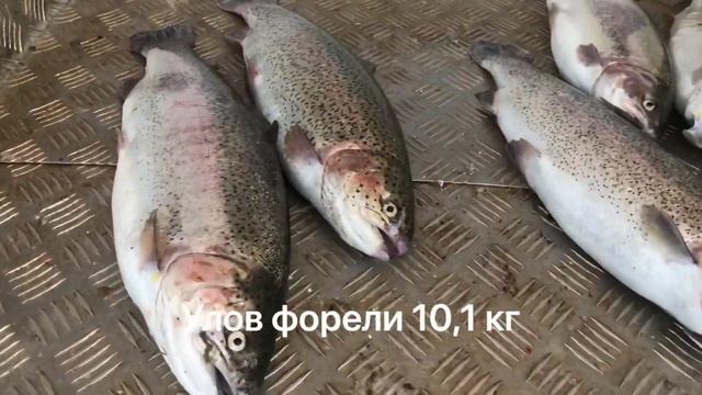 Улов форели 10,1 кг форели смотреть онлайн