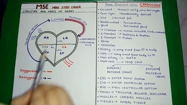 Heart... The pumping organ.. PART 1 смотреть онлайн