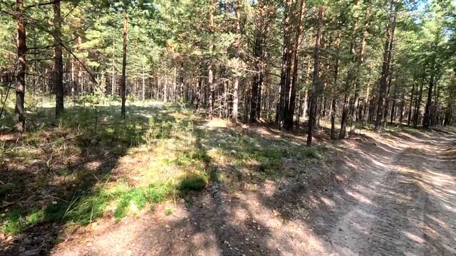 ТИХАЯ ОХОТА НА РОСОМАХЕ смотреть онлайн