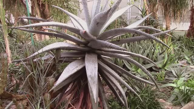 Кактусы и суккуленты в Донецком ботаническом саду ДНР смотреть онлайн