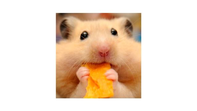 Hamster Dance смотреть онлайн