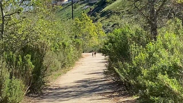 Mid-morning coyote Playa Vista Riparian Corridor смотреть онлайн