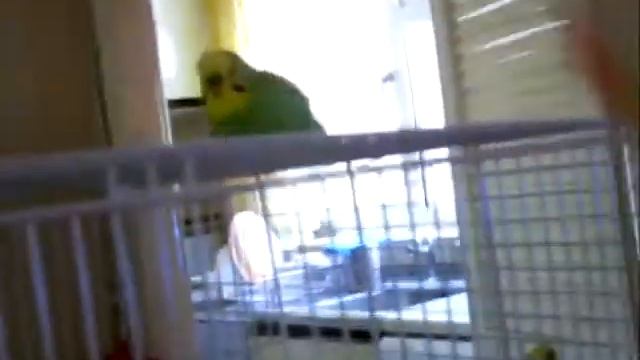 Charlie My Horny Budgie смотреть онлайн