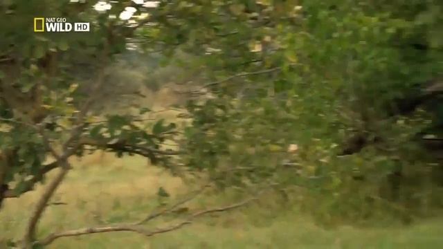 NATGEO Animals - Botswana Lion Brotherhood - Nat Geo Wild смотреть онлайн