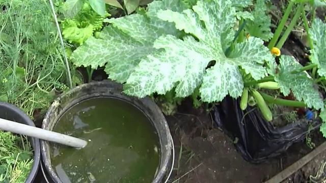 Подкормка кабачков в открытом грунте смотреть онлайн