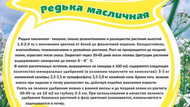 Масличная редька как сидерат смотреть онлайн