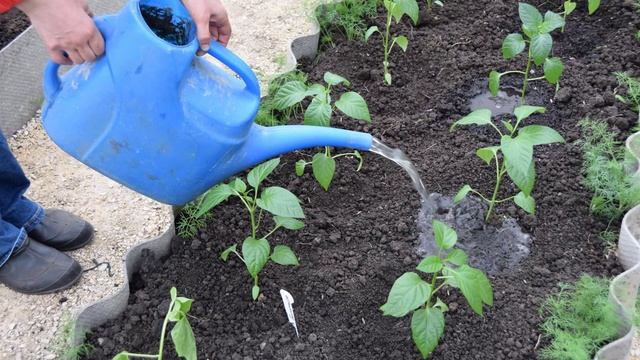 Как поливать перец смотреть онлайн
