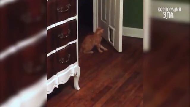 Приколы с кошками и котами Подборка смешных и интересных видео с котиками и кошечками смотреть онлайн