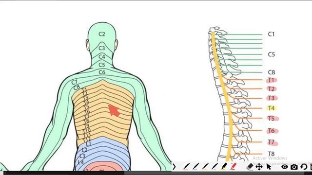 Les Racines Rachidiennes - Physiologie de l'Appareil Neuro-sensoriel #02 смотреть онлайн