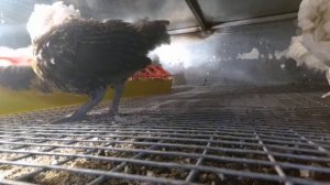 🐥Цыплята породы Амераукана ОНЛАЙН. Пообщаемся? 🐥
